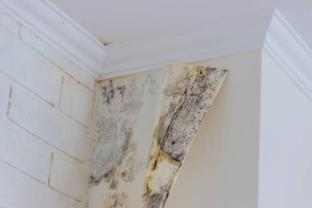 Mold Odor Removal Services in Oroville East, CA